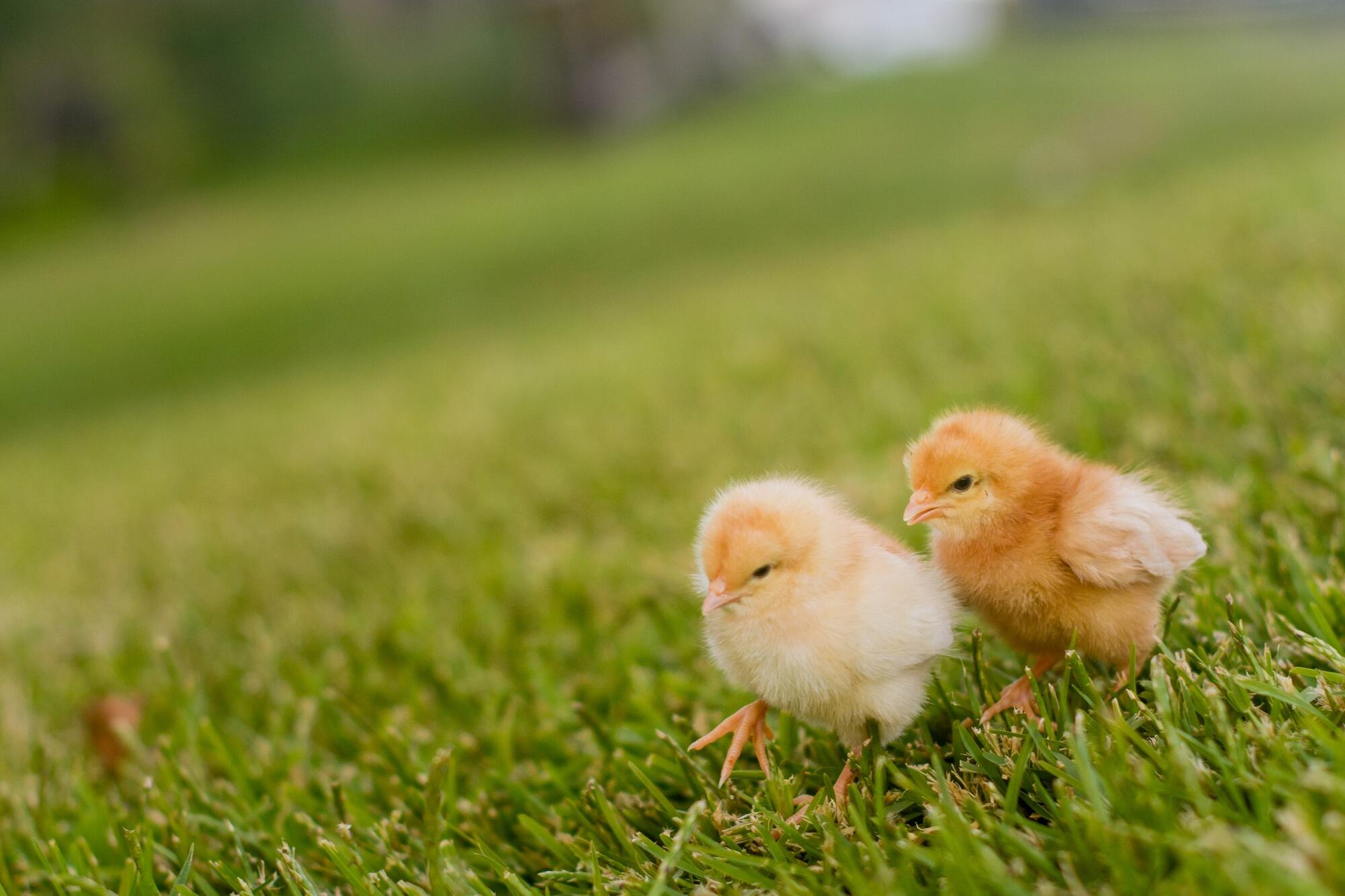 Baby chickens in grass