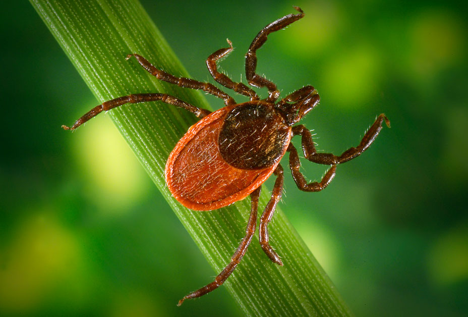 Tick Tracker | Vermont Department of Health