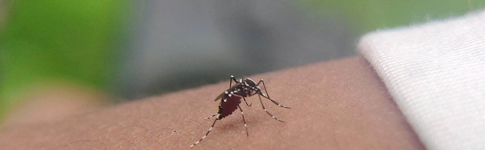 mosquito on arm
