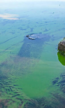 cyanobacteria in water