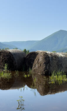 hay bales on flooded land