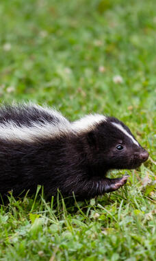 skunk