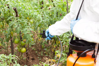 Spraying herbicide