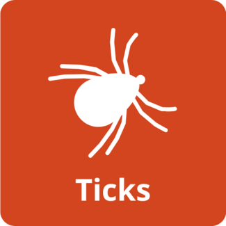 Ticks