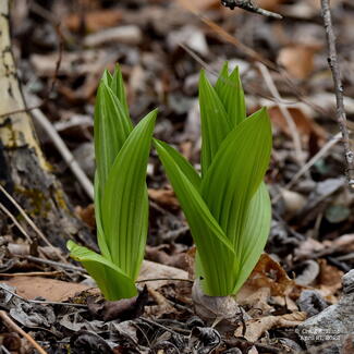 Poisonous Plants in Vermont  Vermont Department of Health